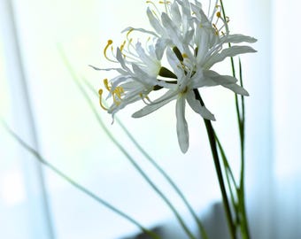 Artificial White Spider Lily Flower - High Quality Artificial Floral / Wedding / Bouquet / Arrangement / Living Room Decor / Centerpieces