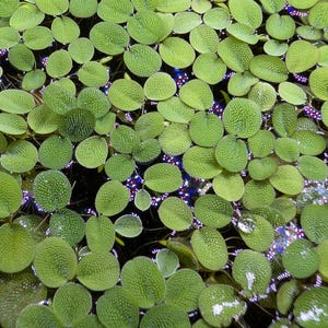 May include: A dense cluster of small, round, bright green Salvinia natans floating aquatic plants. Each leaf features a textured, bumpy surface with fine hairs. The plants are tightly packed together, partially obscuring the dark water beneath.