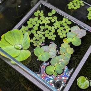 May include: A square glass aquarium container filled with water and various floating aquatic plants. The collection includes a large, bright green water lettuce rosette, clusters of small round duckweed, and trailing green stems with leaves.