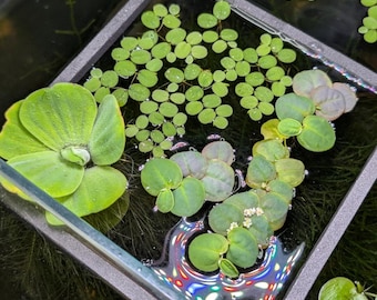 BUILD YOUR OWN Floating Plant Combo Pack | Choose Any 3! | Red Root Floaters, Salvinia Minima, Frogbit, Water Lettuce & More | Duckweed Free