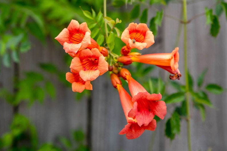 75 Trumpet Vine Seeds, Orange Trumpet Vines, Hummingbird Trumpet Vine
