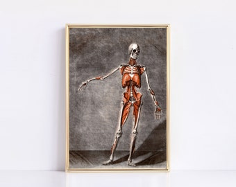Vintage Standing Skeleton Print I Gothic, Halloween, Ghoulish Bones Anatomy Decor I Digital Download