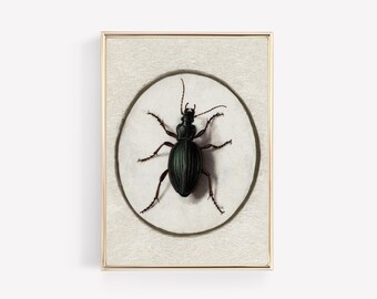 May include: A framed illustration of a black beetle with brown legs and antennae on a white background.
