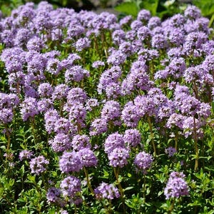 Creeping Thyme Seeds - Easy-Grow Fragrant Ground Cover Plants- Thymus Serpyllum 25 seeds