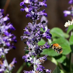 Blue Creeping Thyme Seeds - Easy-Grow Fragrant Ground Cover Plants- Thymus Serpyllum 10 seeds