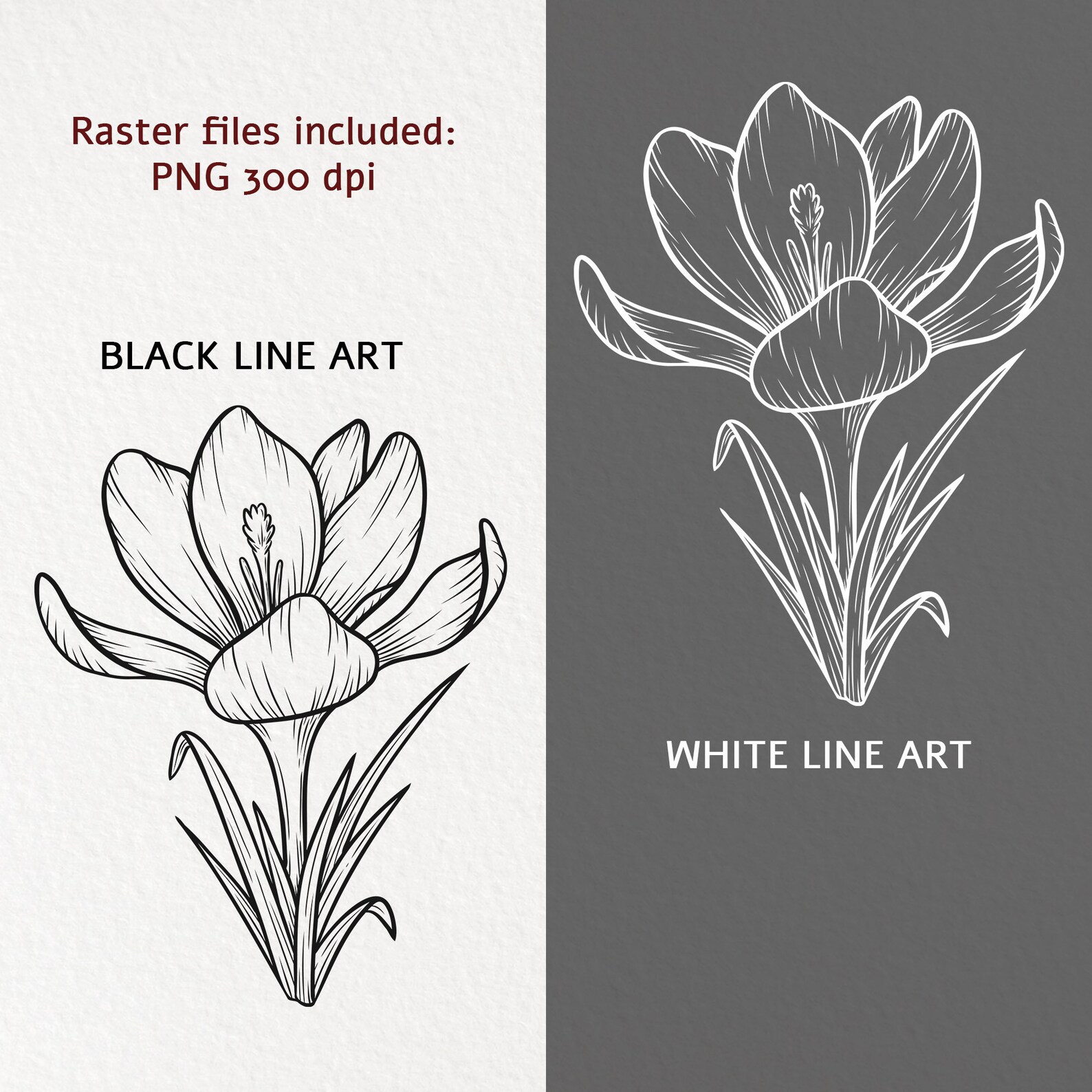 Crocus Flower Svg Clipart: Hand-drawn Floral Line Art Vector - Etsy