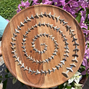 Large Spiral Shark Teeth Art - Etsy