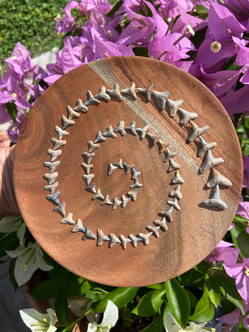 Small Spiral Shark Teeth Art - Etsy