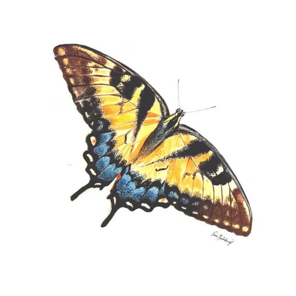 Tiger Swallowtail Butterfly Painting- Giclee Print, Magnet, or Card; Christian Encouragement Gift with Hebrews 13:5 or Script-Free