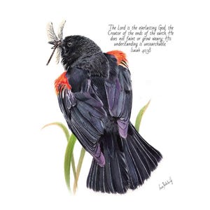 Red-Winged Blackbird Male- Magnets, Cards, or Giclee Prints; Birding/ Wildlife Illustration; Blackbird Watercolor Painting