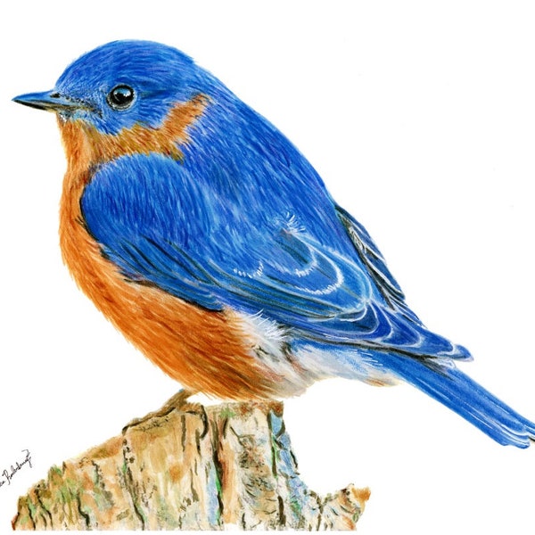 Bluebird Watercolor Painting Print, Blank Greeting Card, or Magnet; Wildlife Illustration; Greeting Card Gift