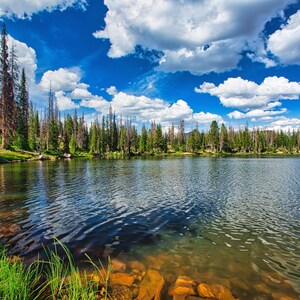 May include: A scenic landscape featuring a serene lake reflecting a bright blue sky dotted with fluffy white clouds. Tall evergreen trees line the water's edge, with patches of green grass and rocks in the foreground.