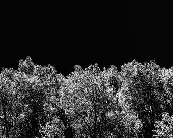 Lámina en blanco y negro con silueta de árboles / Fotografía minimalista de silueta de bosque / Arte mural moderno de naturaleza