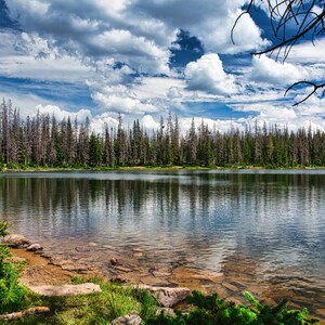 May include: A serene landscape featuring a calm lake reflecting a blue sky dotted with fluffy white clouds. The shoreline is lined with green grass and rocks, and a dense forest of trees borders the lake.
