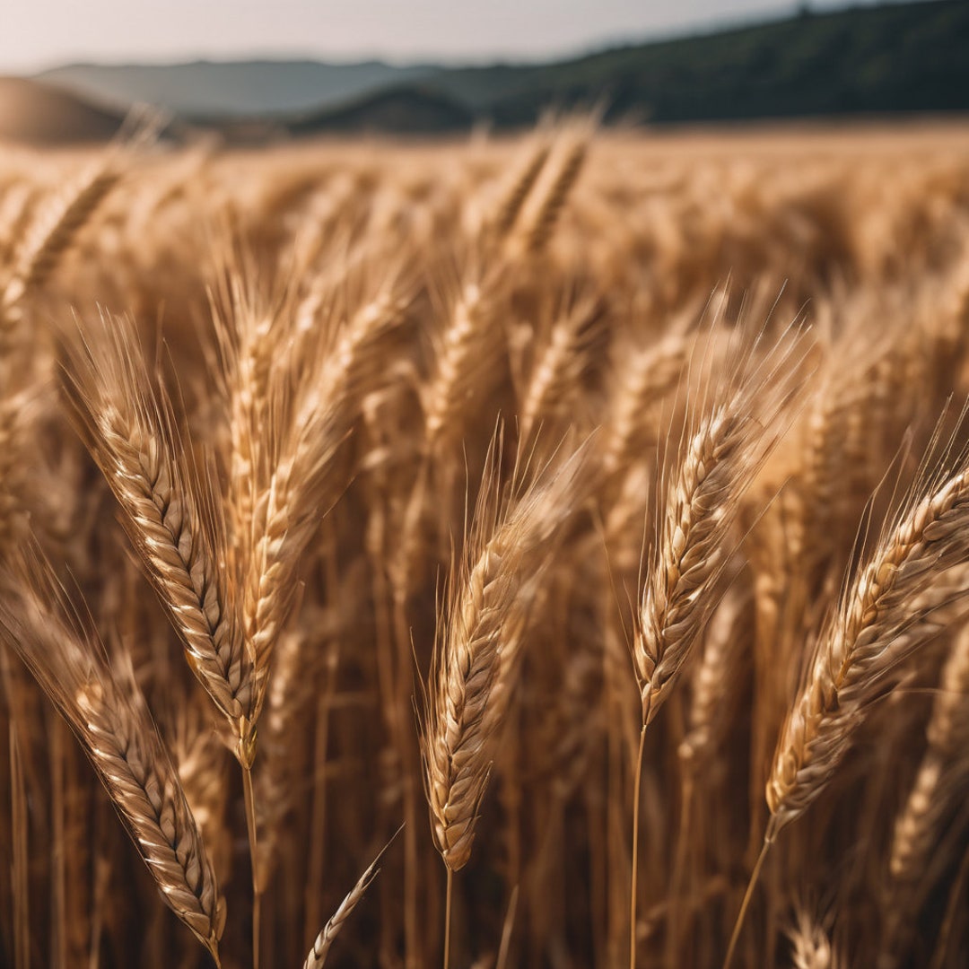 Printable Wheat Field - Etsy