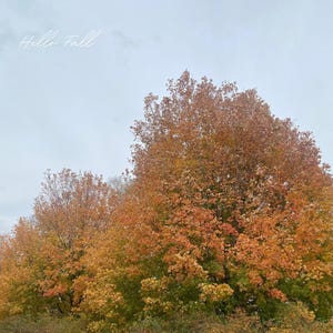 Hello Fall Digital Download – Autumn Tree Landscape Printable Wall Art