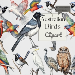 Clipart de pássaro australiano | PNGs desenhados à mão | Confecção de cartões, scrapbooking, artesanato em papel, arte em parede, planejador, logotipo, impressão | Downloads Digitais