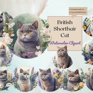 Chat britannique à poil court Clipart | Aquarelle | PNG Téléchargements numériques pour la fabrication de cartes, album, artisanat en papier, art mural, planificateur, logo, impression