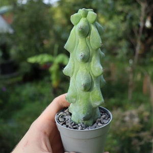 Myrtillocactus geometrizans Fukurokuryuzinboku « cactus fou »