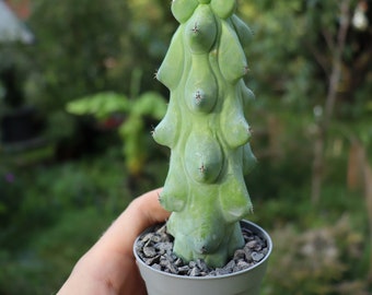 Myrtillocactus geometrizans Fukurokuryuzinboku “boobie cactus”