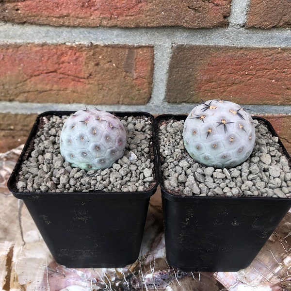 Tephrocactus geometricus 1 Ball rare cactus