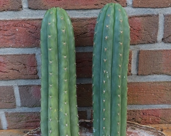 Zeldzame heilige cactus voor het enten van Echinopsis San Pedro