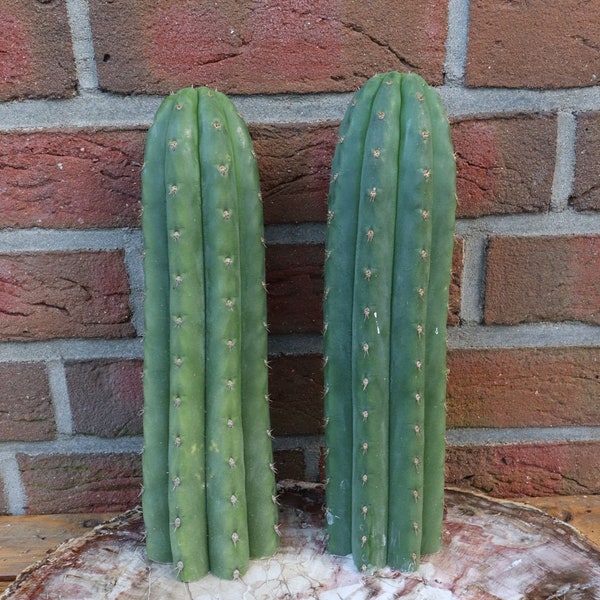 Raro cactus sacro per l'innesto di Echinopsis San Pedro