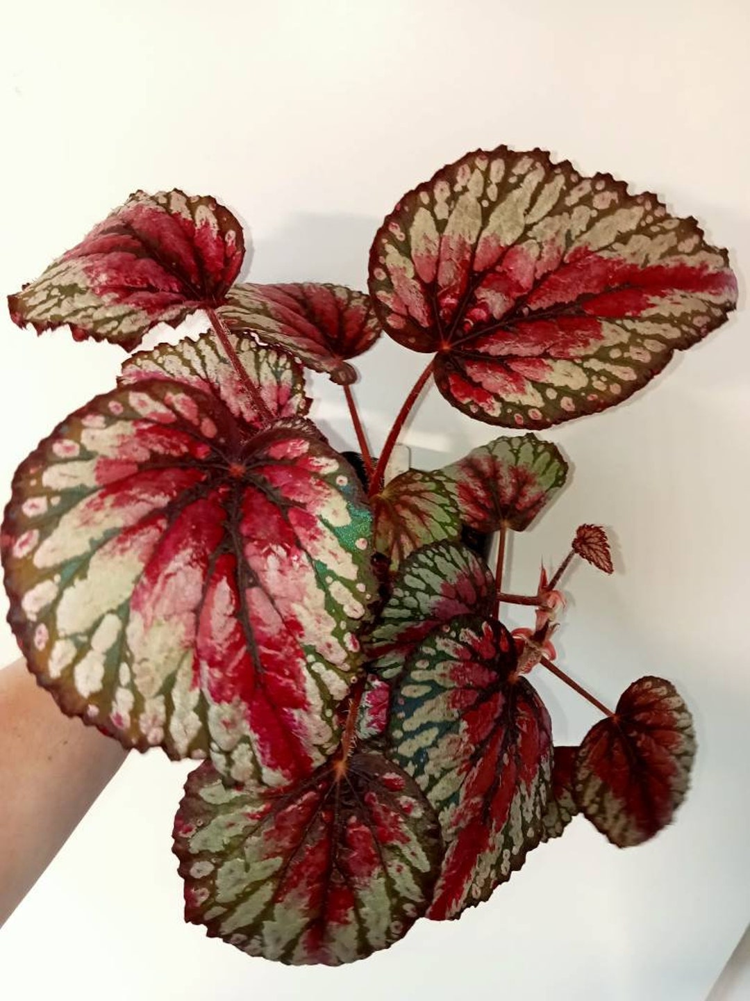 Rex Salsa Begonia Rex 'salsa' Rooted/unrooted Leaf Cutting - Etsy Australia