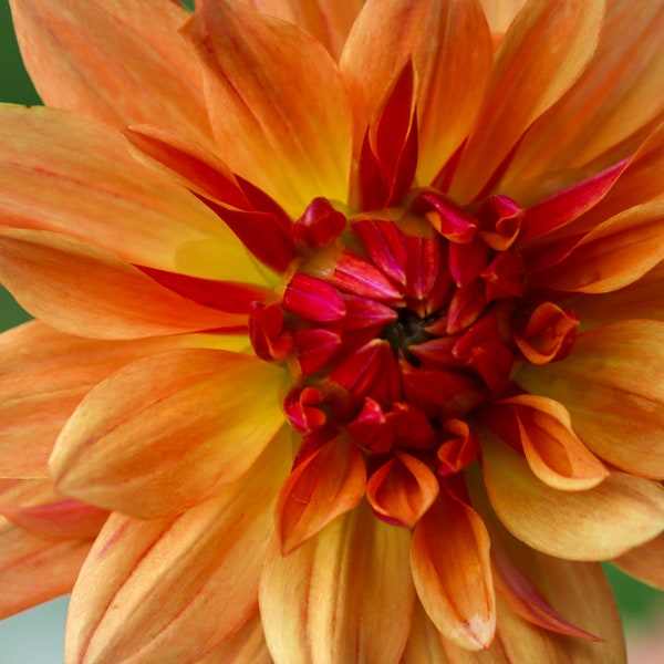 Dahlia Wallpaper - Etsy