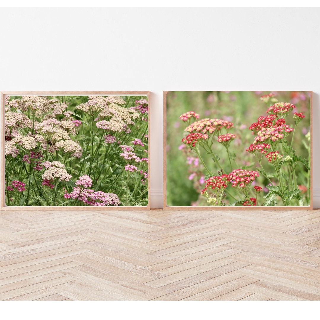 Yarrow Wildflower Photography Print Set: Botanical Wall Art (digital ...