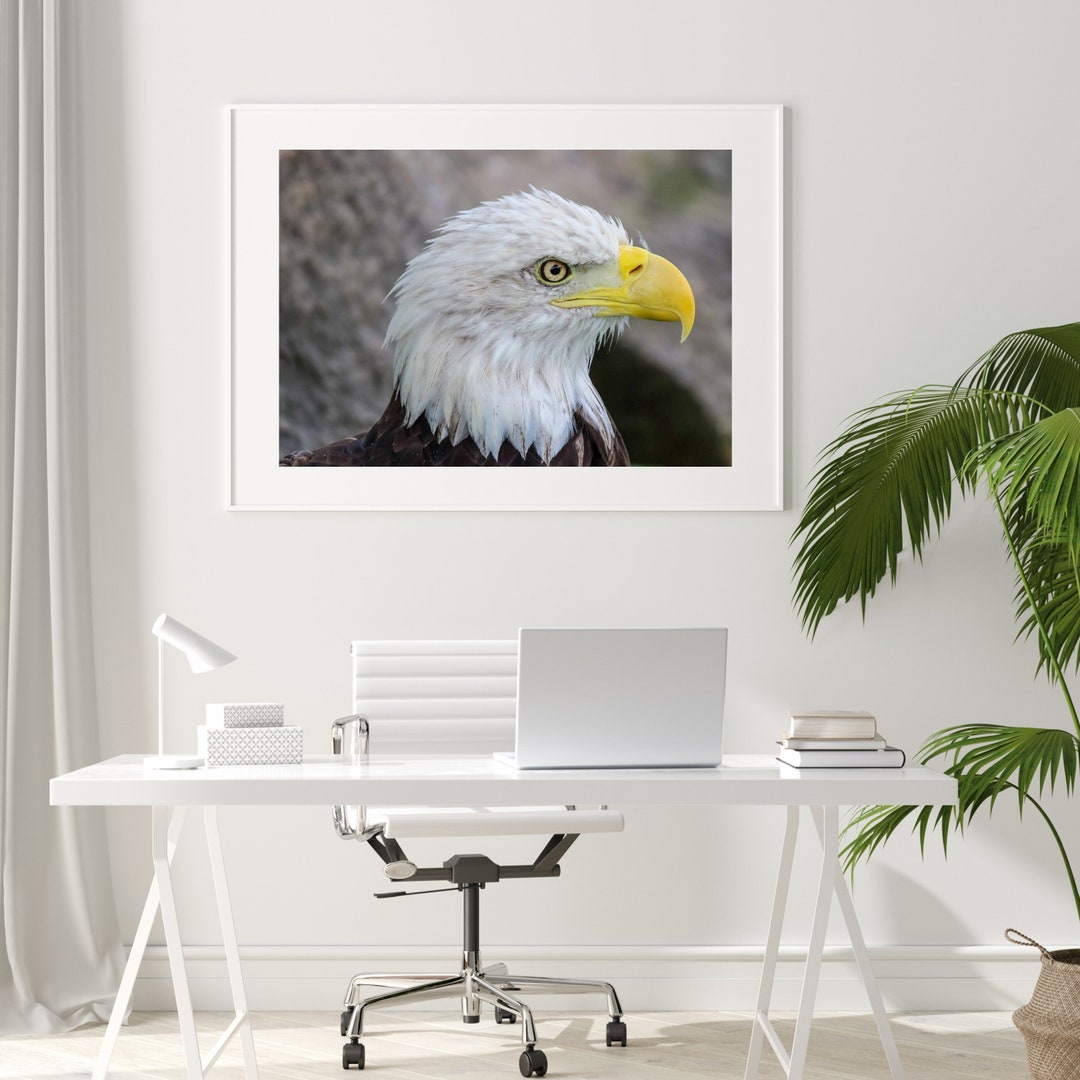 Bald Eagle Portrait Photography Print: Bird of Prey Wall Art (digital ...