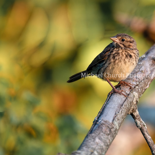 Song Sparrow, Bird, Very Detailed, Close Up, Colorful, Vibrant, Early Morning Sun, Sunrise, Song Bird, Wildlife Photography, Borderless
