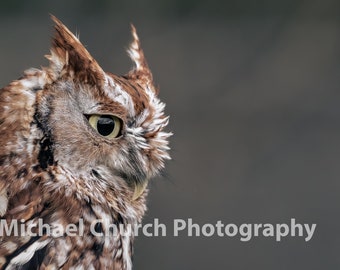 3 Photo Set Of Screech Owl, Wildlife Photography, Rustic, Nature, Outdoors, High Quality, Detailed, Vibrant, Close Up, Beautiful, Borderless