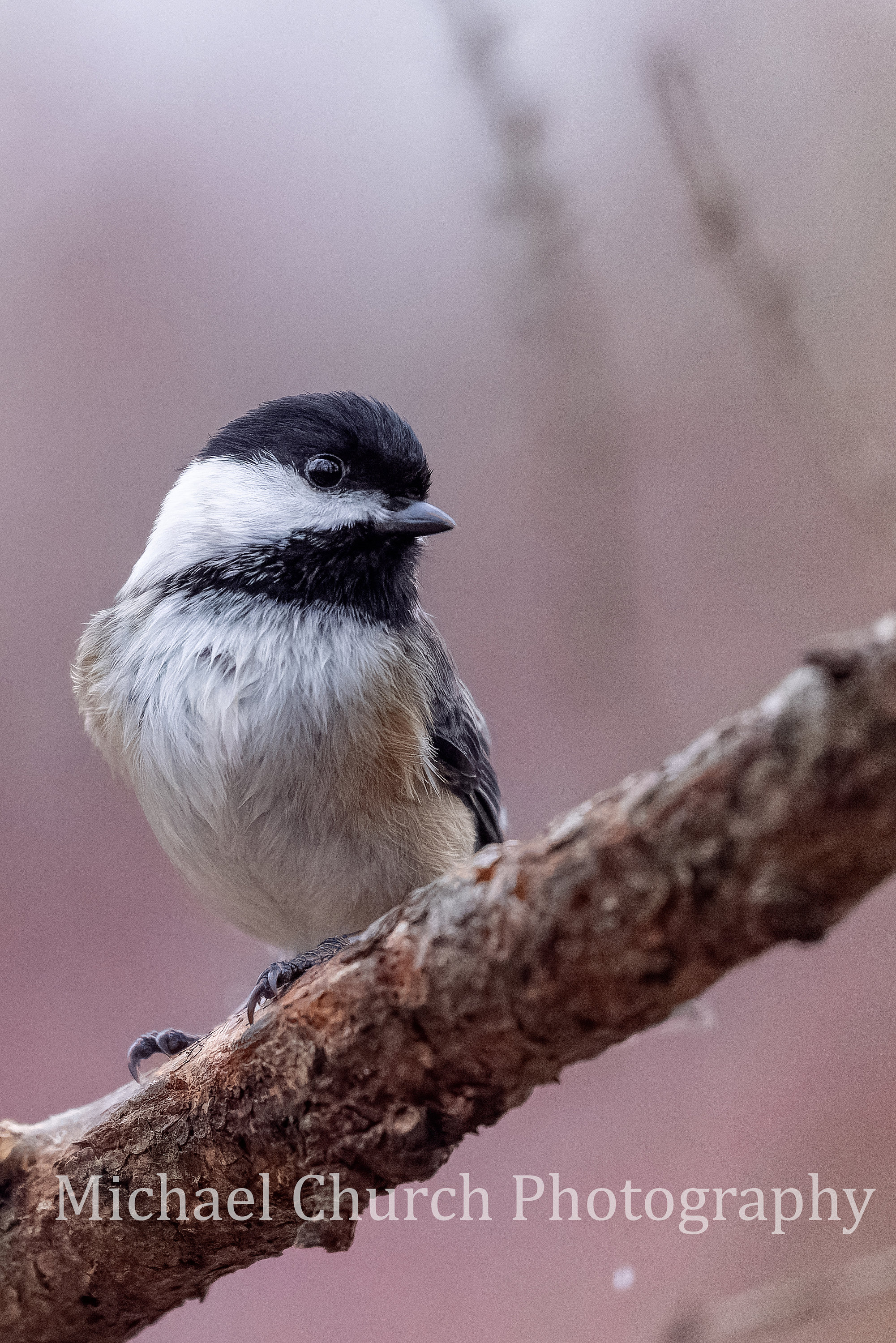 Cute Black-capped Chickadee, Wildlife Photography, Beautiful Colors ...
