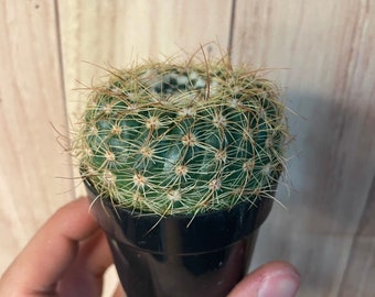 Cactus Parodia Concinna - 2.5 inch pot