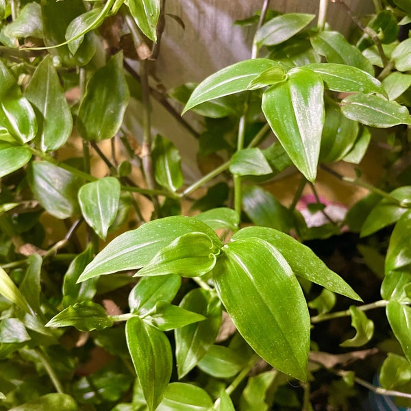 Green Wandering Jew Cuttings