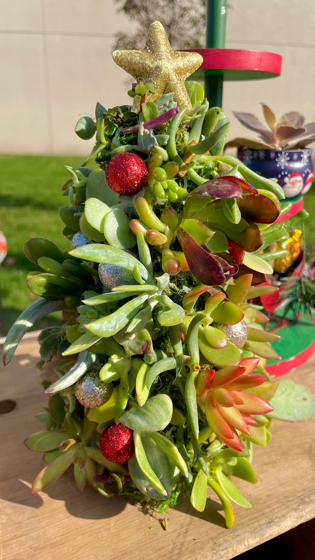 Succulent Christmas Tree LIVE READ DESC Etsy