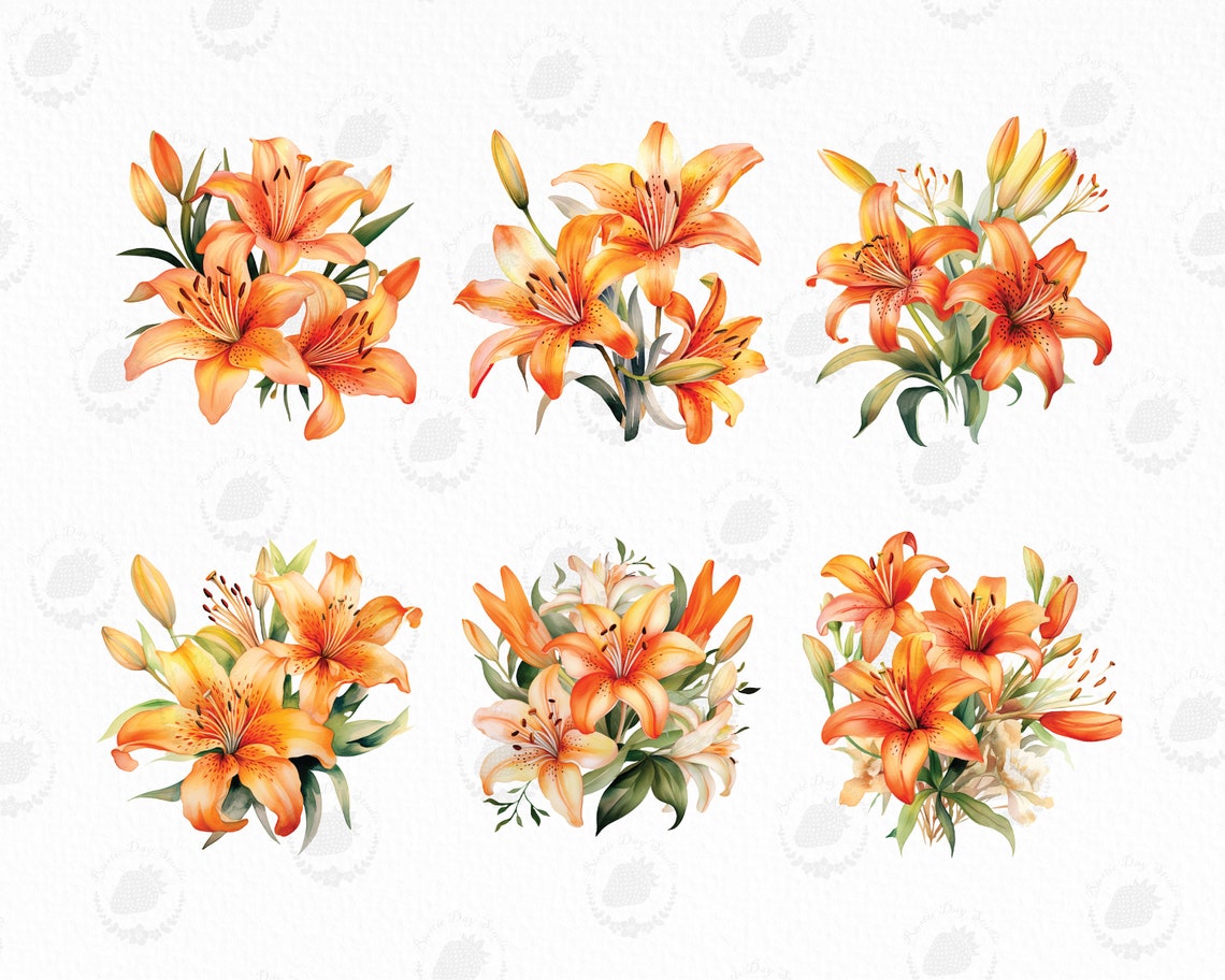 Watercolor Orange Lily Clipart Watercolor Lily PNG Bouquets Lilies