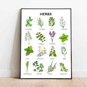 Kräuter zum Kochen Poster, Küchenwanddekor. Kulinarische Lerndrucke, Klassenzimmerbilder, Lernen, Kinderzimmer, Schule, Zuhause