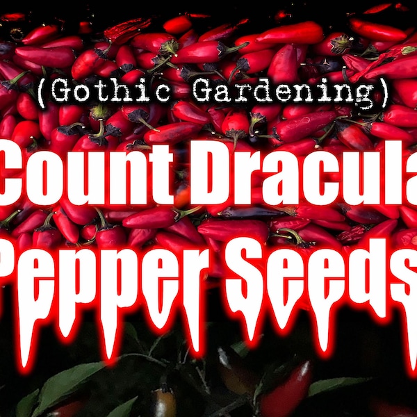 Count Dracula Pepper Seeds(10+) 25,000 Scoville rating Dark Foliage Black and Red Fruit Purple Flowers