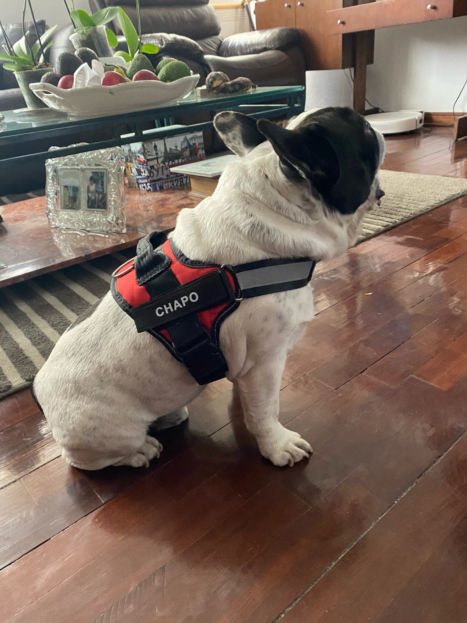 Personalized No Pull Dog Harness Etsy