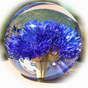 paperweight cornflower
