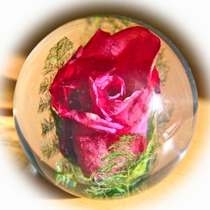 Paperweight Rose