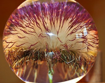 Paperweight open thistle