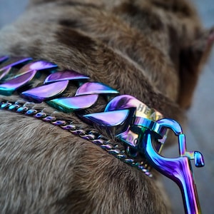 May include: A brown dog wearing a iridescent purple and blue chain collar with a matching leash. The collar has the text "HEAT" engraved on it.