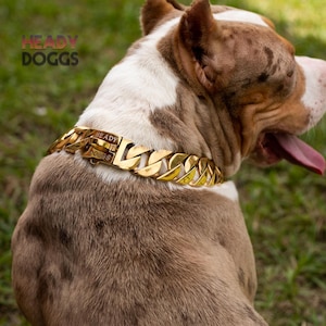 Puede incluir: Un perro American Bully marrón y blanco con un collar de cadena de oro con el texto "HEADY DOGGS" grabado en la hebilla.