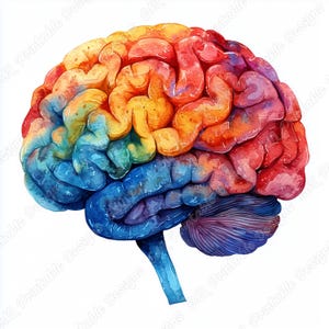 May include: A watercolor illustration of a human brain, showcasing a vibrant spectrum of colors. The brain is depicted in shades of blue, yellow, orange, and red, highlighting its intricate structure and folds. The image is set against a white background.