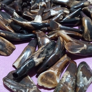 May include: A pile of brown and black bone-like objects, possibly teeth or claws, with a smooth, polished finish. The objects are arranged in a random pattern on a purple surface.
