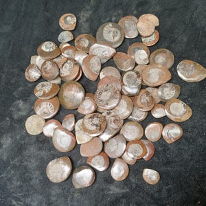 May include: A collection of numerous small, polished ammonite fossils in various shades of brown, tan, and grey. Each fossil displays a distinct spiral shell pattern, with some showing smooth, rounded edges and others featuring more defined, intricate textures.