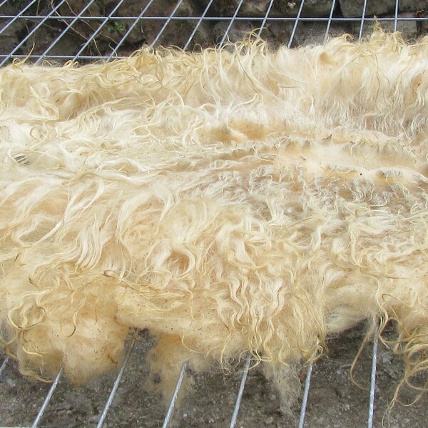 Raw wool fleece - heritage sheep Xalda-6425